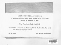 Physcia stellaris image